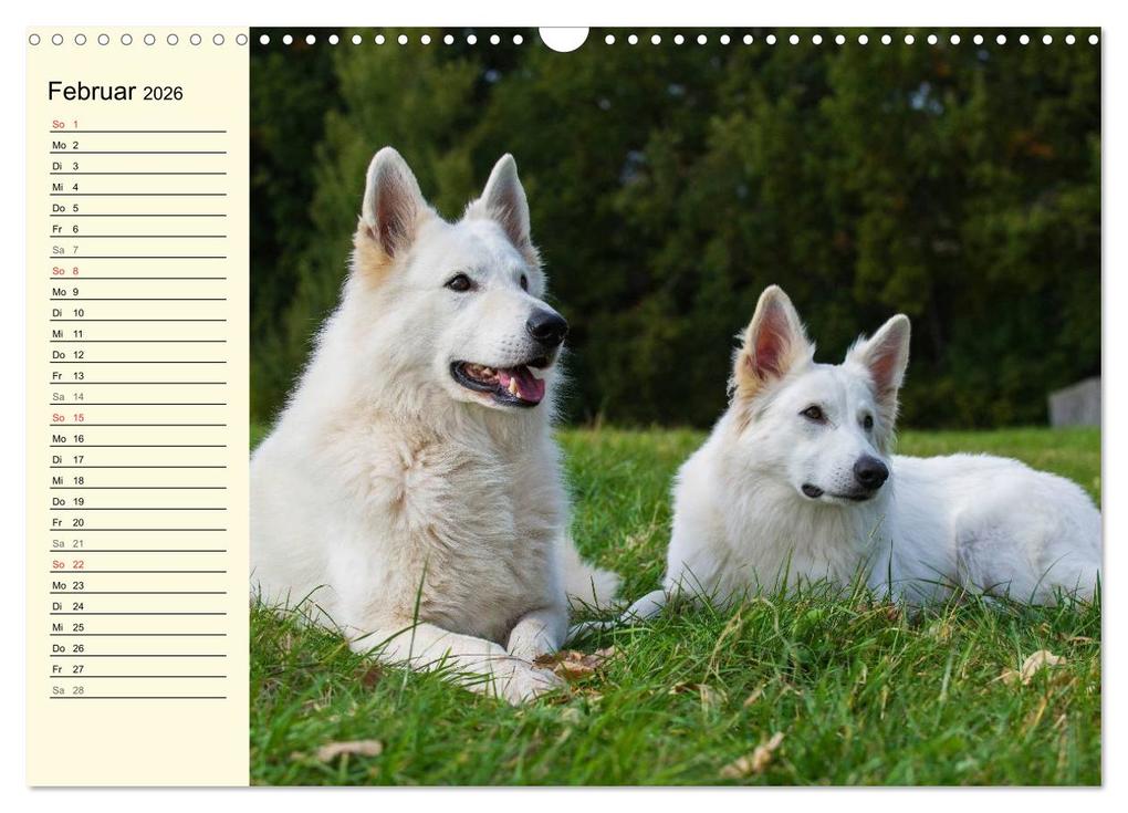 Weitere Ansicht: Weißer Schweizer Schäferhund - Ein Tag im Leben einer Hundefamilie (Wandkalender 2026 DIN A3 quer), CALVENDO Monatskalender | Sigrid Starick, Calvendo