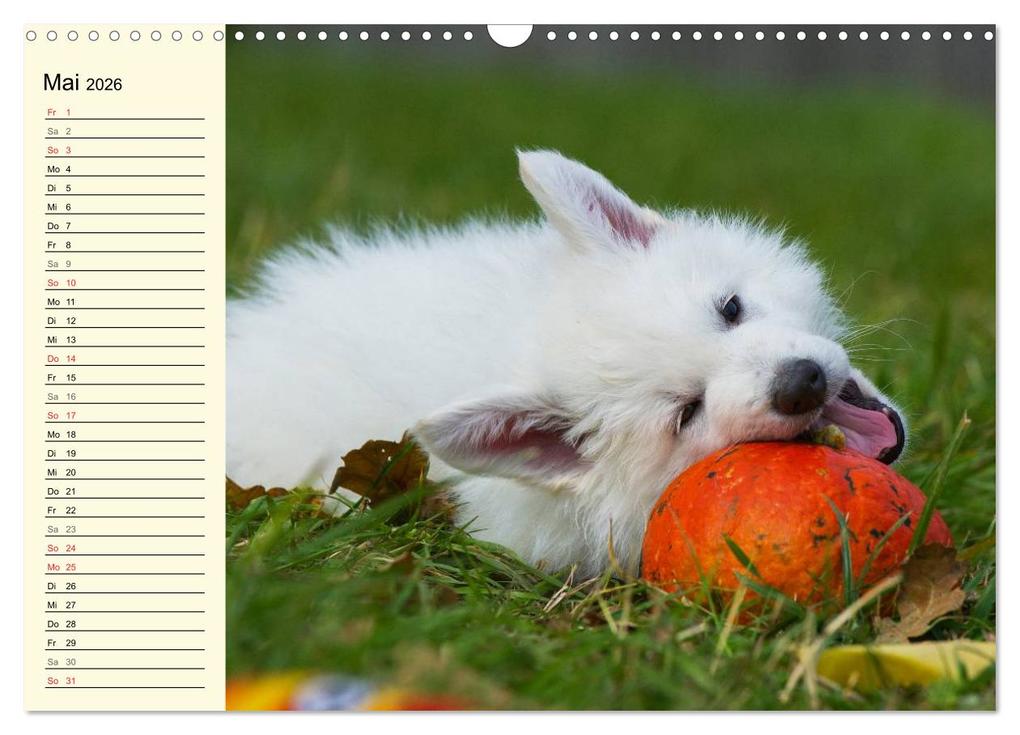 Weitere Ansicht: Weißer Schweizer Schäferhund - Ein Tag im Leben einer Hundefamilie (Wandkalender 2026 DIN A3 quer), CALVENDO Monatskalender | Sigrid Starick, Calvendo