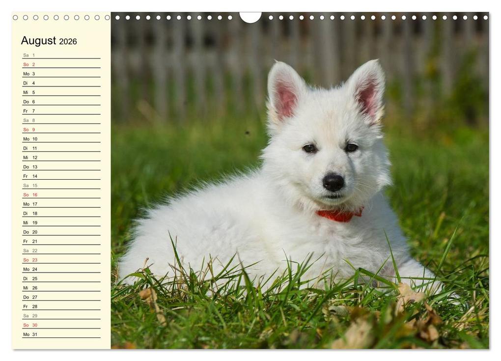 Weitere Ansicht: Weißer Schweizer Schäferhund - Ein Tag im Leben einer Hundefamilie (Wandkalender 2026 DIN A3 quer), CALVENDO Monatskalender | Sigrid Starick, Calvendo
