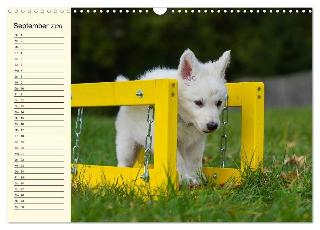 Weitere Ansicht: Weißer Schweizer Schäferhund - Ein Tag im Leben einer Hundefamilie (Wandkalender 2026 DIN A3 quer), CALVENDO Monatskalender | Sigrid Starick, Calvendo