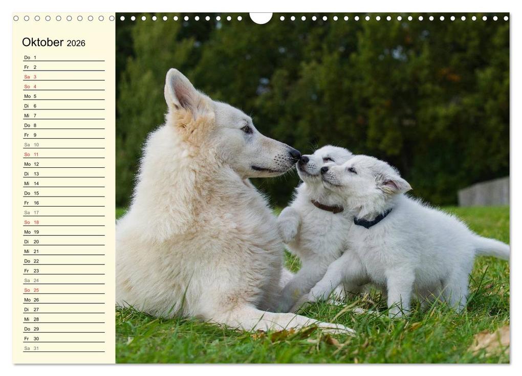 Weitere Ansicht: Weißer Schweizer Schäferhund - Ein Tag im Leben einer Hundefamilie (Wandkalender 2026 DIN A3 quer), CALVENDO Monatskalender | Sigrid Starick, Calvendo