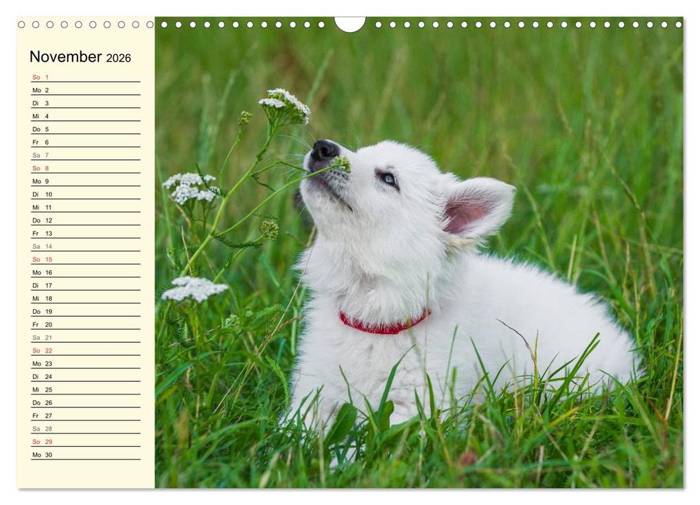 Weitere Ansicht: Weißer Schweizer Schäferhund - Ein Tag im Leben einer Hundefamilie (Wandkalender 2026 DIN A3 quer), CALVENDO Monatskalender | Sigrid Starick, Calvendo