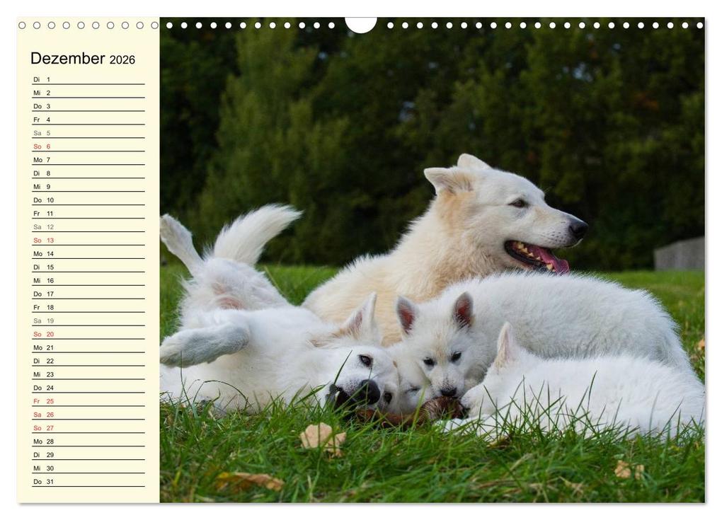 Weitere Ansicht: Weißer Schweizer Schäferhund - Ein Tag im Leben einer Hundefamilie (Wandkalender 2026 DIN A3 quer), CALVENDO Monatskalender | Sigrid Starick, Calvendo