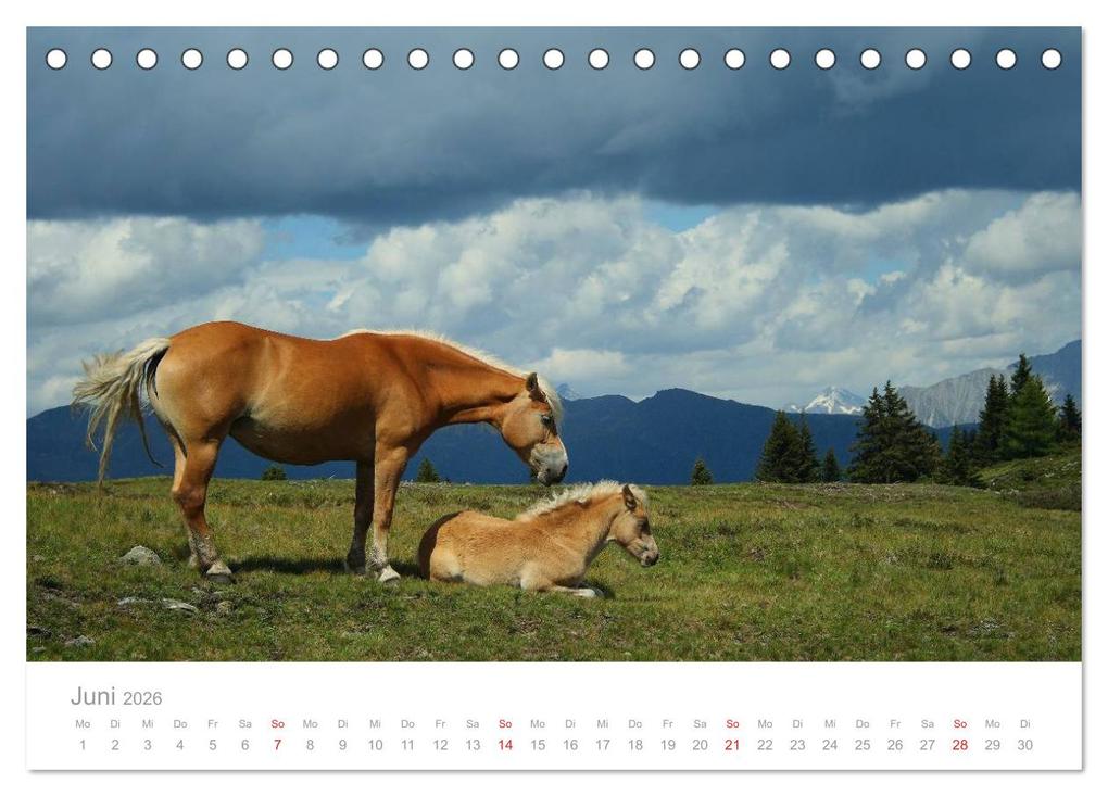 Weitere Ansicht: Pferde - Hobby und Leidenschaft (Tischkalender 2026 DIN A5 quer), CALVENDO Monatskalender | Georg Niederkofler, Calvendo