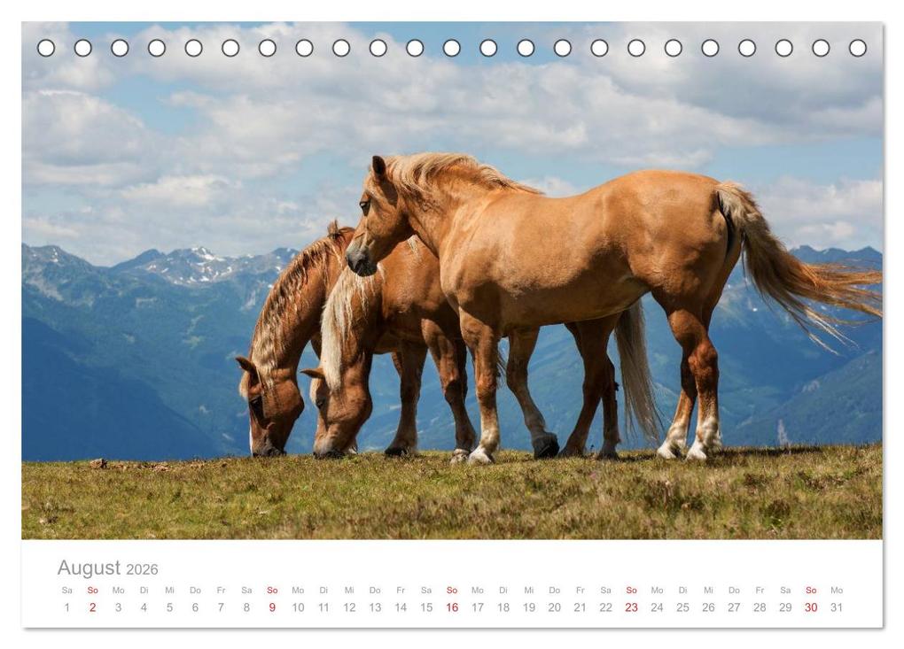 Weitere Ansicht: Pferde - Hobby und Leidenschaft (Tischkalender 2026 DIN A5 quer), CALVENDO Monatskalender | Georg Niederkofler, Calvendo
