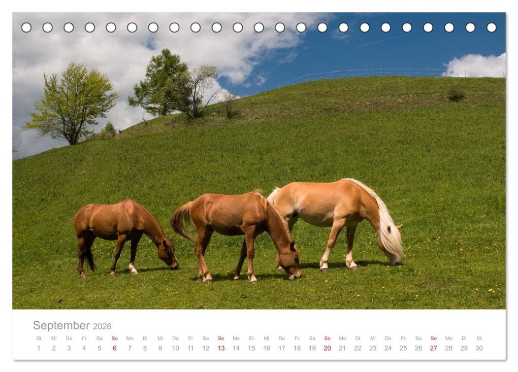 Weitere Ansicht: Pferde - Hobby und Leidenschaft (Tischkalender 2026 DIN A5 quer), CALVENDO Monatskalender | Georg Niederkofler, Calvendo