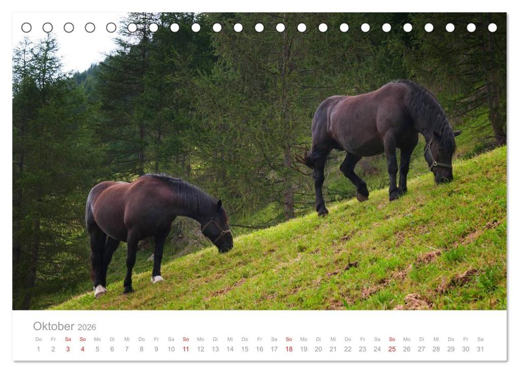 Weitere Ansicht: Pferde - Hobby und Leidenschaft (Tischkalender 2026 DIN A5 quer), CALVENDO Monatskalender | Georg Niederkofler, Calvendo