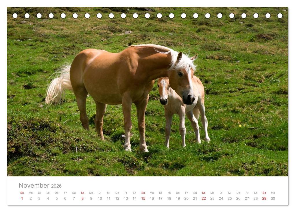 Weitere Ansicht: Pferde - Hobby und Leidenschaft (Tischkalender 2026 DIN A5 quer), CALVENDO Monatskalender | Georg Niederkofler, Calvendo