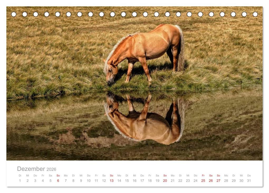 Weitere Ansicht: Pferde - Hobby und Leidenschaft (Tischkalender 2026 DIN A5 quer), CALVENDO Monatskalender | Georg Niederkofler, Calvendo