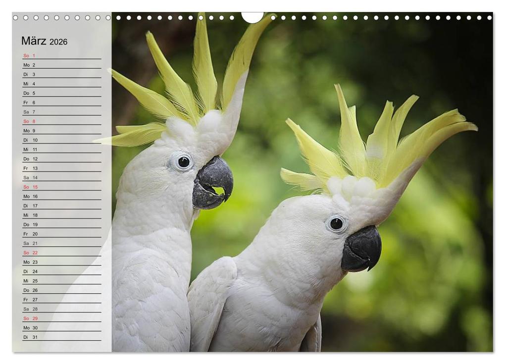Weitere Ansicht: Papageien. Bunt, laut und klug (Wandkalender 2026 DIN A3 quer), CALVENDO Monatskalender | Elisabeth Stanzer, Calvendo