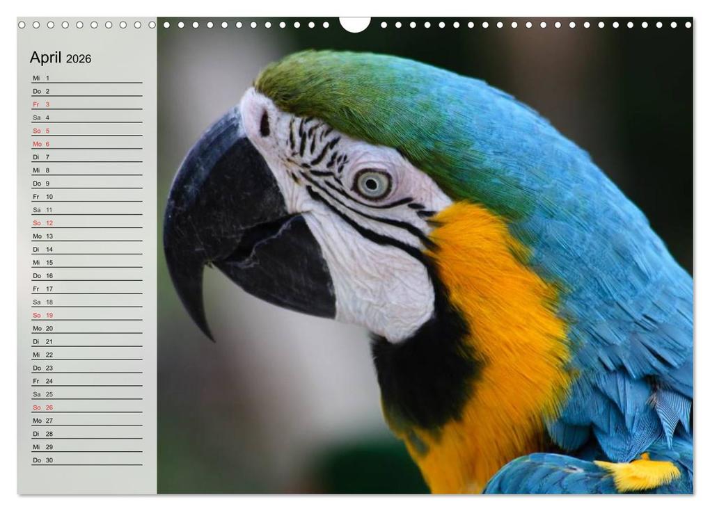 Weitere Ansicht: Papageien. Bunt, laut und klug (Wandkalender 2026 DIN A3 quer), CALVENDO Monatskalender | Elisabeth Stanzer, Calvendo