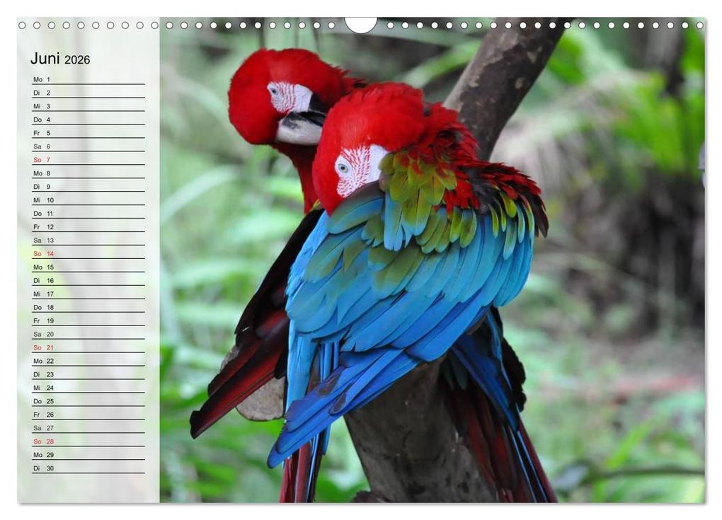 Weitere Ansicht: Papageien. Bunt, laut und klug (Wandkalender 2026 DIN A3 quer), CALVENDO Monatskalender | Elisabeth Stanzer, Calvendo