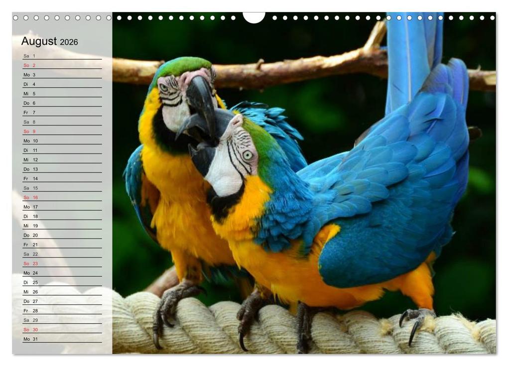 Weitere Ansicht: Papageien. Bunt, laut und klug (Wandkalender 2026 DIN A3 quer), CALVENDO Monatskalender | Elisabeth Stanzer, Calvendo