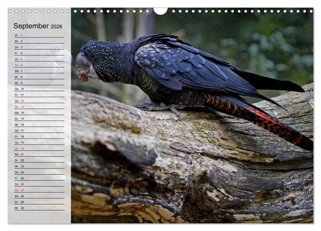Weitere Ansicht: Papageien. Bunt, laut und klug (Wandkalender 2026 DIN A3 quer), CALVENDO Monatskalender | Elisabeth Stanzer, Calvendo