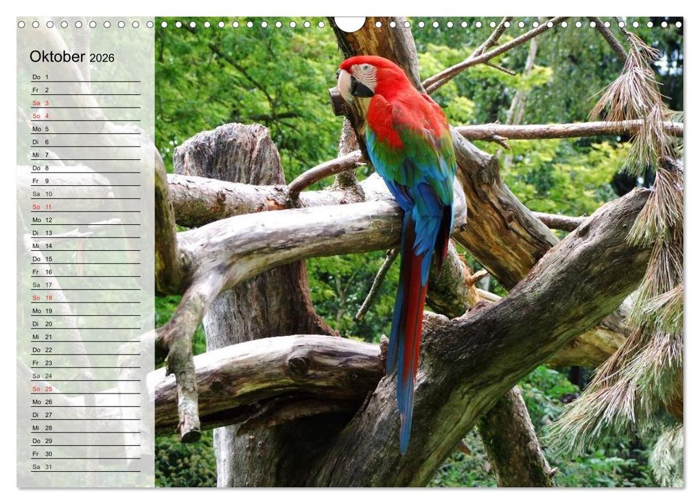 Weitere Ansicht: Papageien. Bunt, laut und klug (Wandkalender 2026 DIN A3 quer), CALVENDO Monatskalender | Elisabeth Stanzer, Calvendo