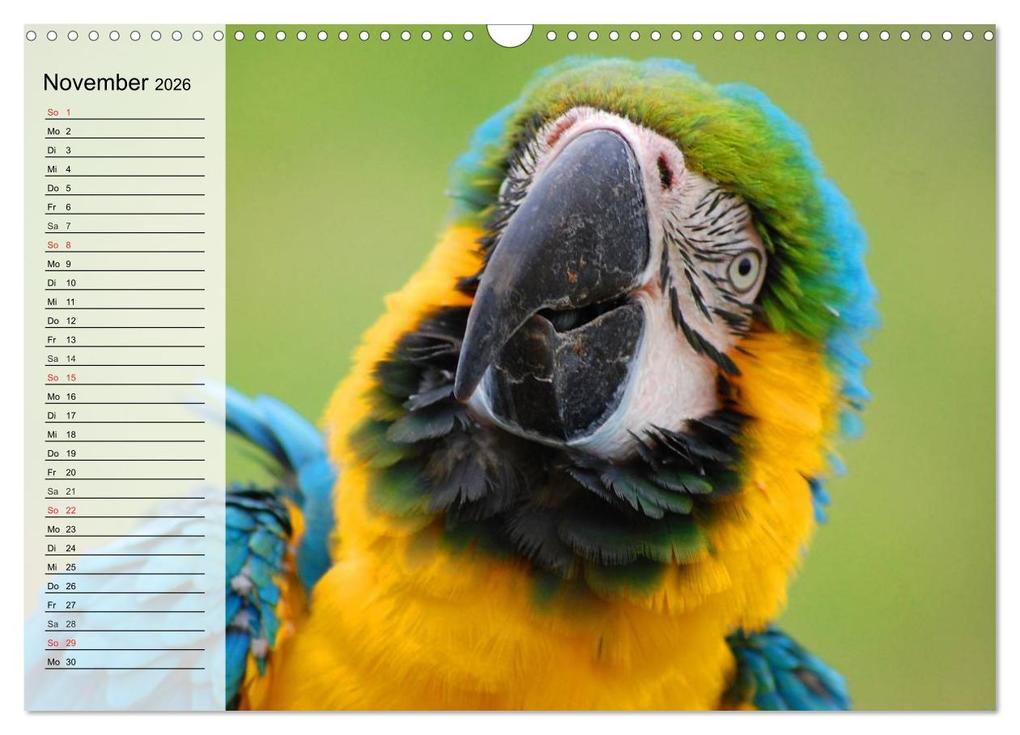 Weitere Ansicht: Papageien. Bunt, laut und klug (Wandkalender 2026 DIN A3 quer), CALVENDO Monatskalender | Elisabeth Stanzer, Calvendo