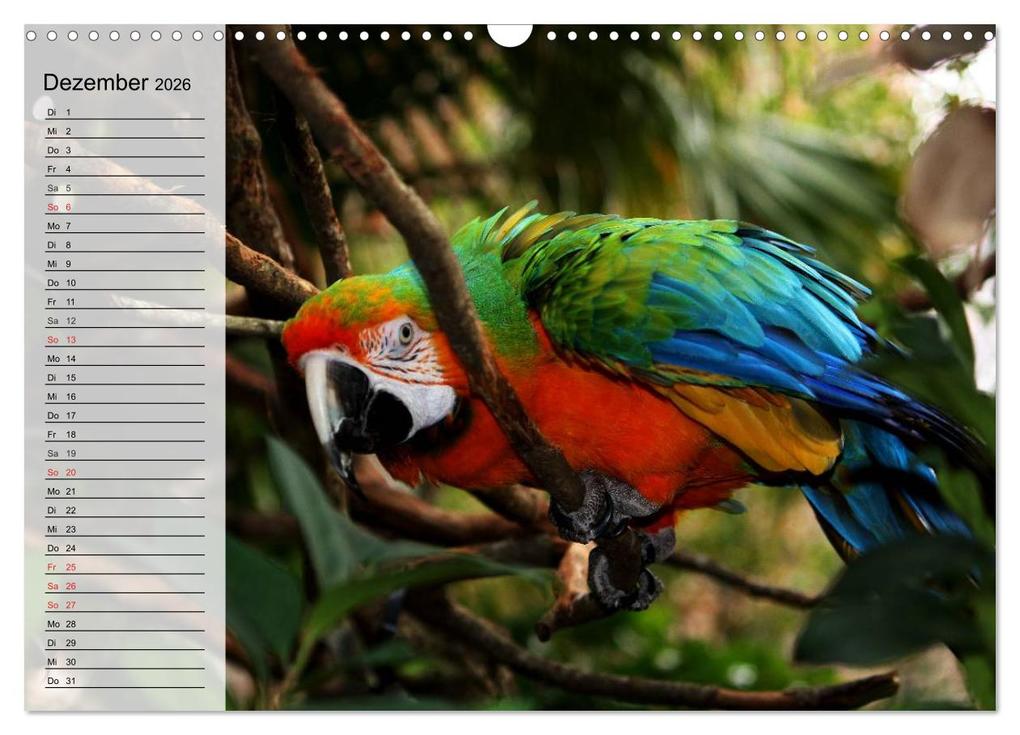 Weitere Ansicht: Papageien. Bunt, laut und klug (Wandkalender 2026 DIN A3 quer), CALVENDO Monatskalender | Elisabeth Stanzer, Calvendo