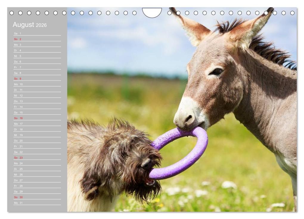 Weitere Ansicht: Kleiner Esel. Boldewyn mit seinen Freunden (Wandkalender 2026 DIN A4 quer), CALVENDO Monatskalender | Elisabeth Stanzer, Calvendo