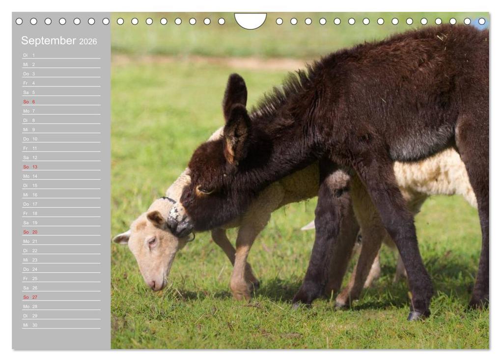 Weitere Ansicht: Kleiner Esel. Boldewyn mit seinen Freunden (Wandkalender 2026 DIN A4 quer), CALVENDO Monatskalender | Elisabeth Stanzer, Calvendo
