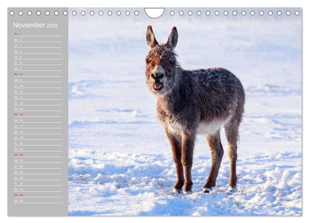 Weitere Ansicht: Kleiner Esel. Boldewyn mit seinen Freunden (Wandkalender 2026 DIN A4 quer), CALVENDO Monatskalender | Elisabeth Stanzer, Calvendo