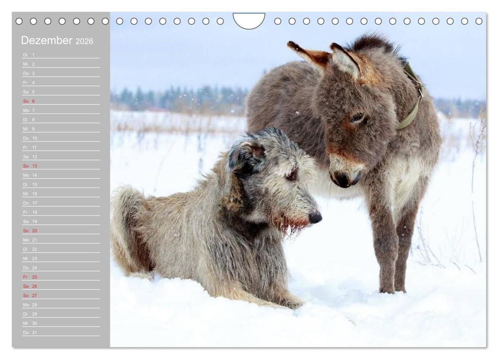 Weitere Ansicht: Kleiner Esel. Boldewyn mit seinen Freunden (Wandkalender 2026 DIN A4 quer), CALVENDO Monatskalender | Elisabeth Stanzer, Calvendo
