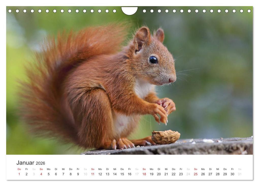 Weitere Ansicht: Eichhörnchen Kinder (Wandkalender 2026 DIN A4 quer), CALVENDO Monatskalender | Tine Meier, Calvendo