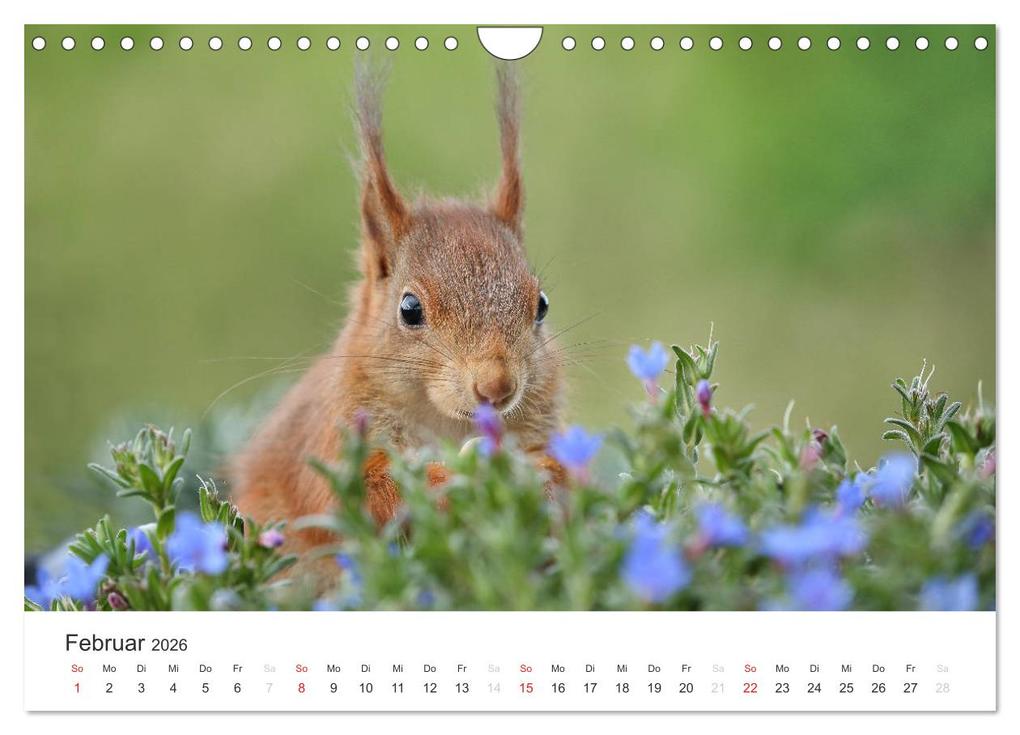 Weitere Ansicht: Eichhörnchen Kinder (Wandkalender 2026 DIN A4 quer), CALVENDO Monatskalender | Tine Meier, Calvendo