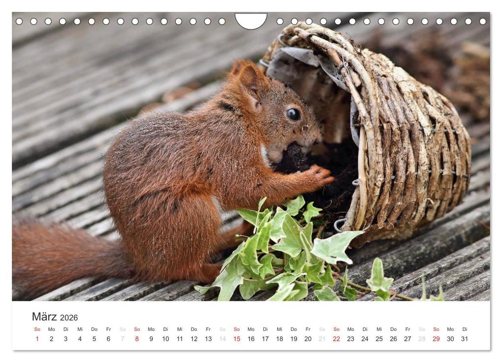 Weitere Ansicht: Eichhörnchen Kinder (Wandkalender 2026 DIN A4 quer), CALVENDO Monatskalender | Tine Meier, Calvendo