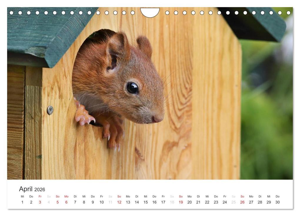 Weitere Ansicht: Eichhörnchen Kinder (Wandkalender 2026 DIN A4 quer), CALVENDO Monatskalender | Tine Meier, Calvendo