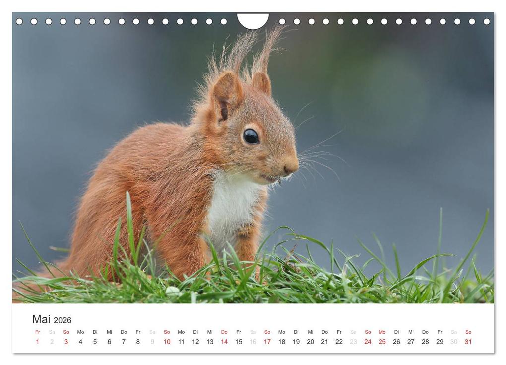 Weitere Ansicht: Eichhörnchen Kinder (Wandkalender 2026 DIN A4 quer), CALVENDO Monatskalender | Tine Meier, Calvendo