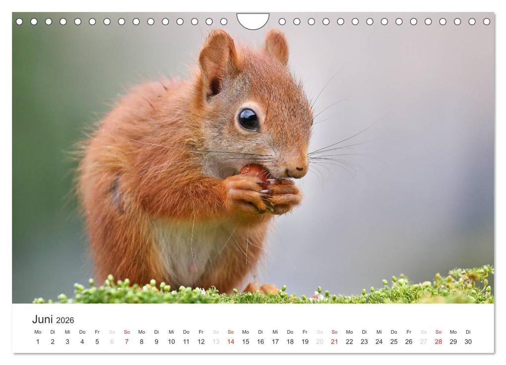 Weitere Ansicht: Eichhörnchen Kinder (Wandkalender 2026 DIN A4 quer), CALVENDO Monatskalender | Tine Meier, Calvendo