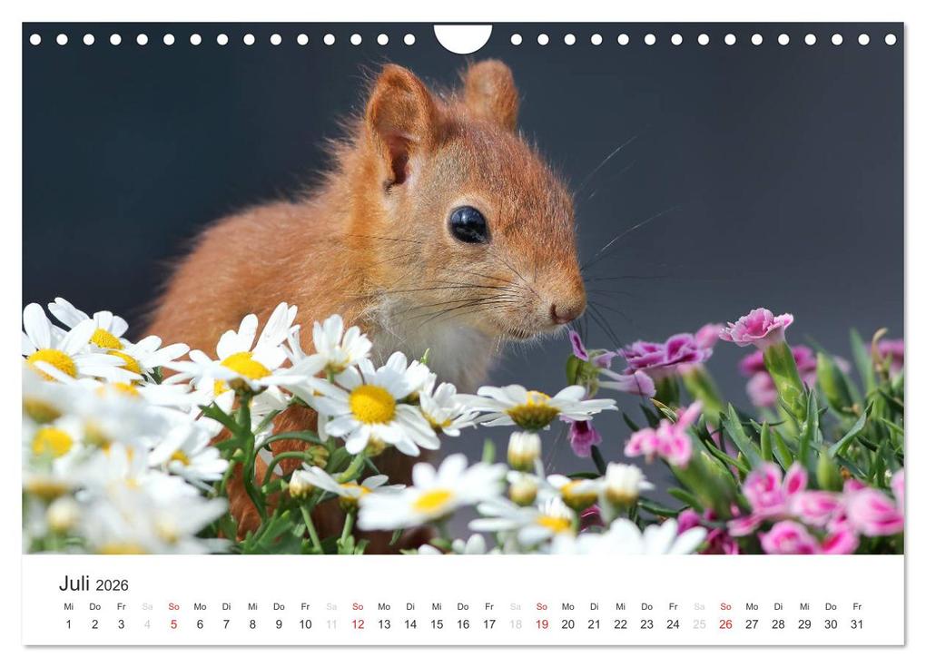 Weitere Ansicht: Eichhörnchen Kinder (Wandkalender 2026 DIN A4 quer), CALVENDO Monatskalender | Tine Meier, Calvendo