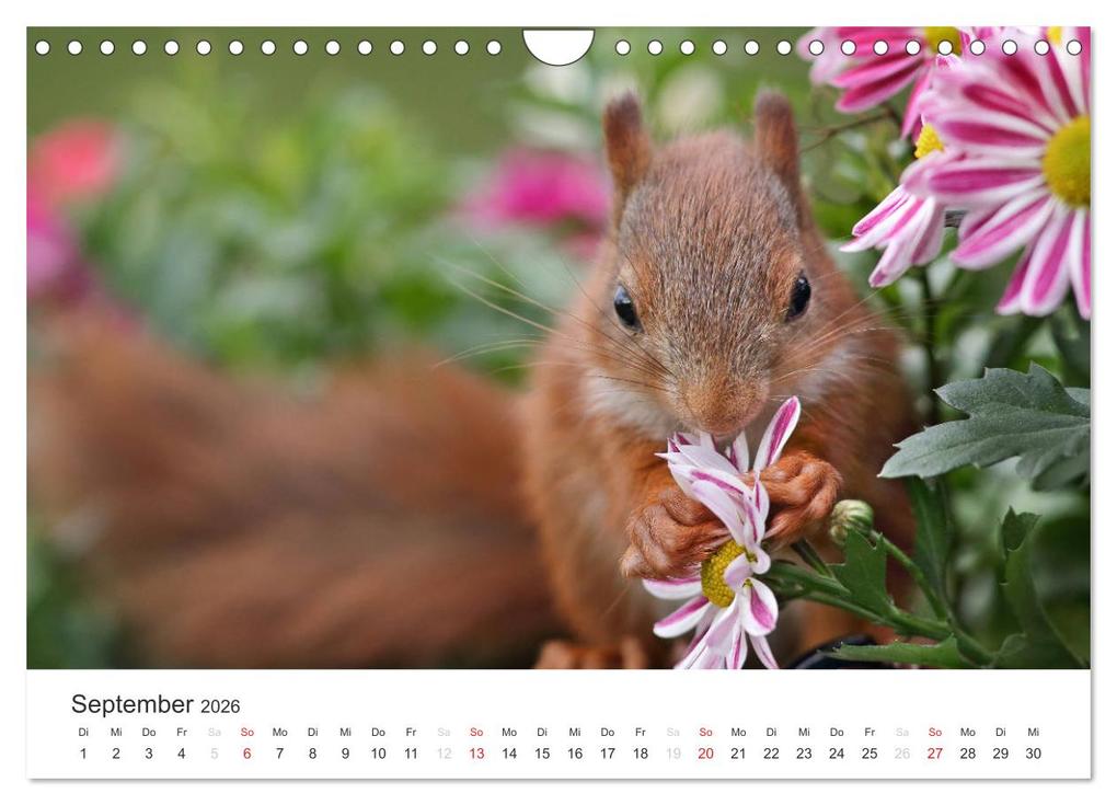 Weitere Ansicht: Eichhörnchen Kinder (Wandkalender 2026 DIN A4 quer), CALVENDO Monatskalender | Tine Meier, Calvendo