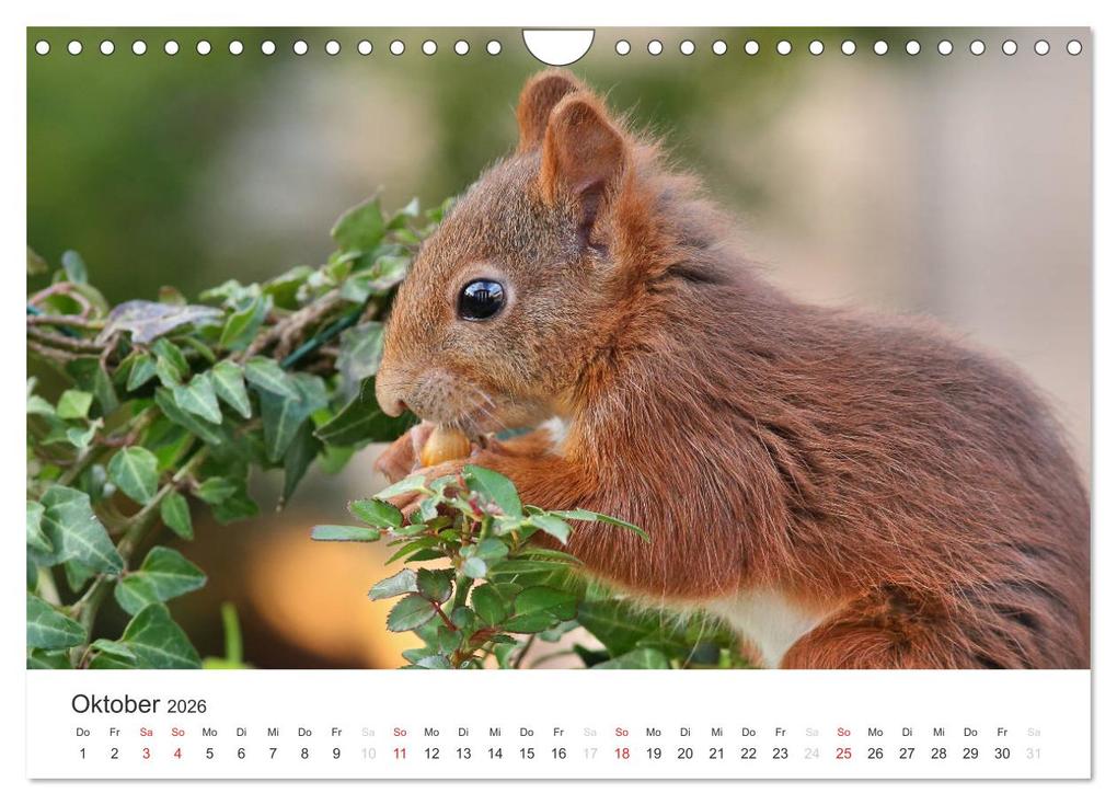 Weitere Ansicht: Eichhörnchen Kinder (Wandkalender 2026 DIN A4 quer), CALVENDO Monatskalender | Tine Meier, Calvendo