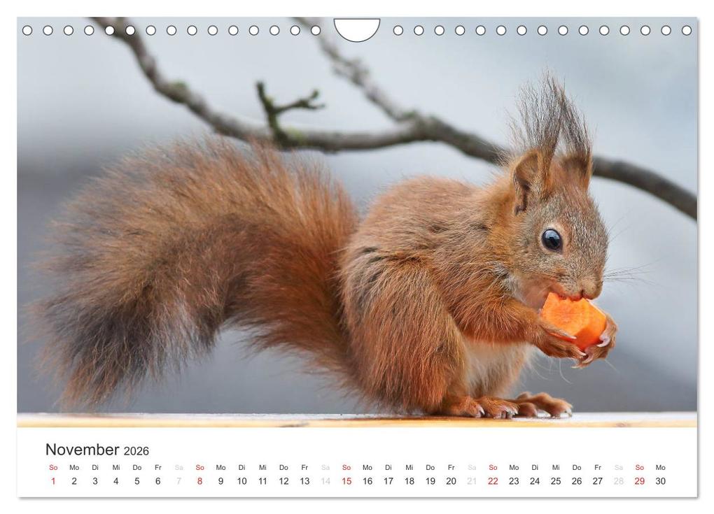 Weitere Ansicht: Eichhörnchen Kinder (Wandkalender 2026 DIN A4 quer), CALVENDO Monatskalender | Tine Meier, Calvendo