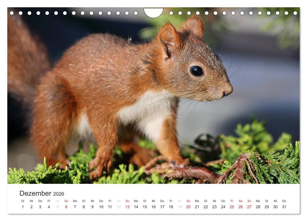 Weitere Ansicht: Eichhörnchen Kinder (Wandkalender 2026 DIN A4 quer), CALVENDO Monatskalender | Tine Meier, Calvendo