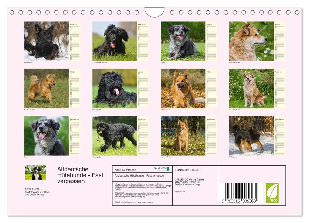 Weitere Ansicht: Altdeutsche Hütehunde - Fast vergessen (Wandkalender 2026 DIN A4 quer), CALVENDO Monatskalender | Sigrid Starick, Calvendo