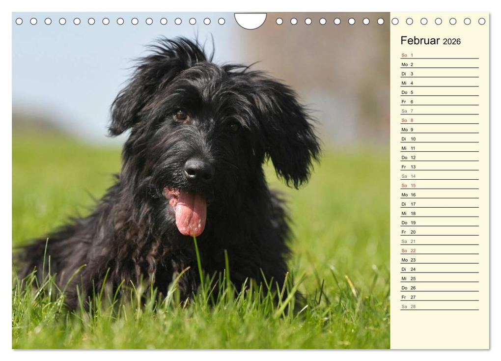 Weitere Ansicht: Altdeutsche Hütehunde - Fast vergessen (Wandkalender 2026 DIN A4 quer), CALVENDO Monatskalender | Sigrid Starick, Calvendo