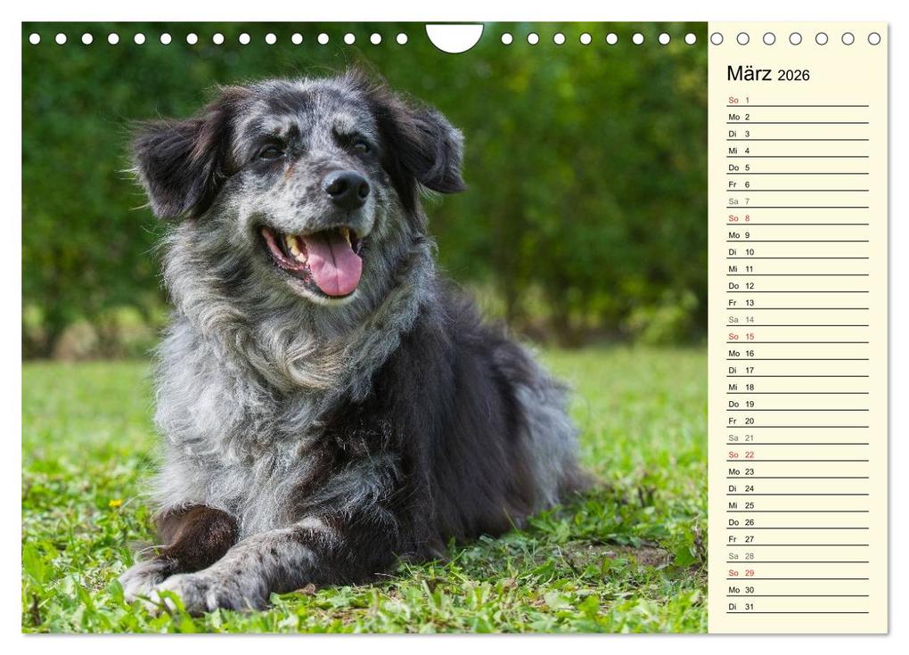 Weitere Ansicht: Altdeutsche Hütehunde - Fast vergessen (Wandkalender 2026 DIN A4 quer), CALVENDO Monatskalender | Sigrid Starick, Calvendo