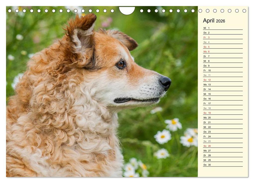 Weitere Ansicht: Altdeutsche Hütehunde - Fast vergessen (Wandkalender 2026 DIN A4 quer), CALVENDO Monatskalender | Sigrid Starick, Calvendo