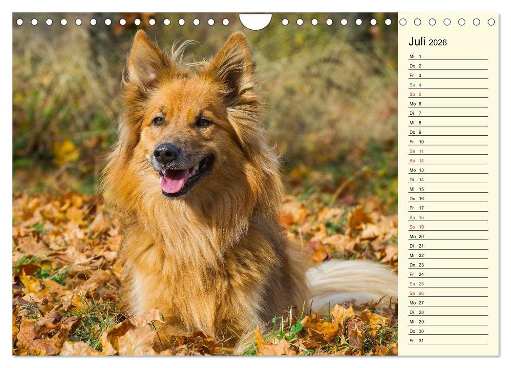 Weitere Ansicht: Altdeutsche Hütehunde - Fast vergessen (Wandkalender 2026 DIN A4 quer), CALVENDO Monatskalender | Sigrid Starick, Calvendo