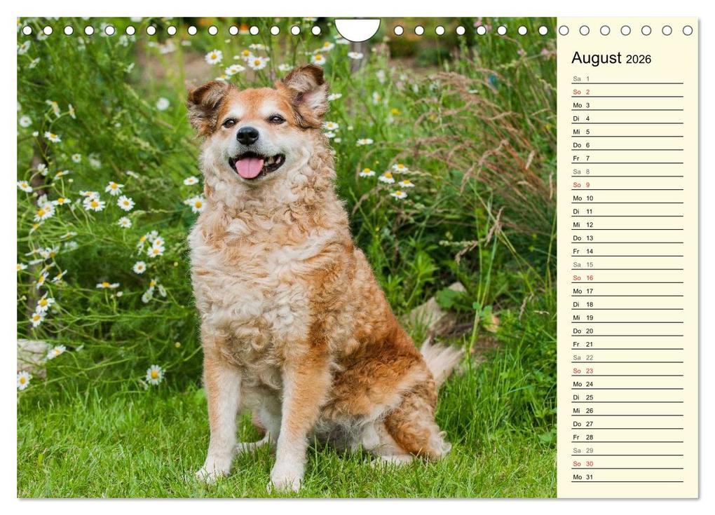Weitere Ansicht: Altdeutsche Hütehunde - Fast vergessen (Wandkalender 2026 DIN A4 quer), CALVENDO Monatskalender | Sigrid Starick, Calvendo