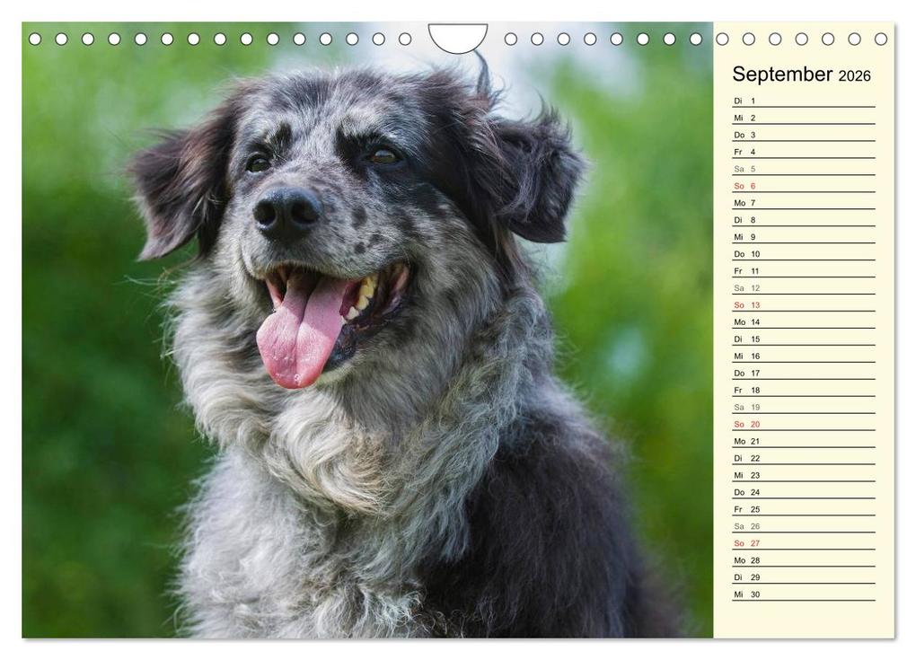 Weitere Ansicht: Altdeutsche Hütehunde - Fast vergessen (Wandkalender 2026 DIN A4 quer), CALVENDO Monatskalender | Sigrid Starick, Calvendo