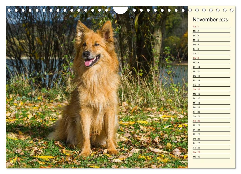 Weitere Ansicht: Altdeutsche Hütehunde - Fast vergessen (Wandkalender 2026 DIN A4 quer), CALVENDO Monatskalender | Sigrid Starick, Calvendo