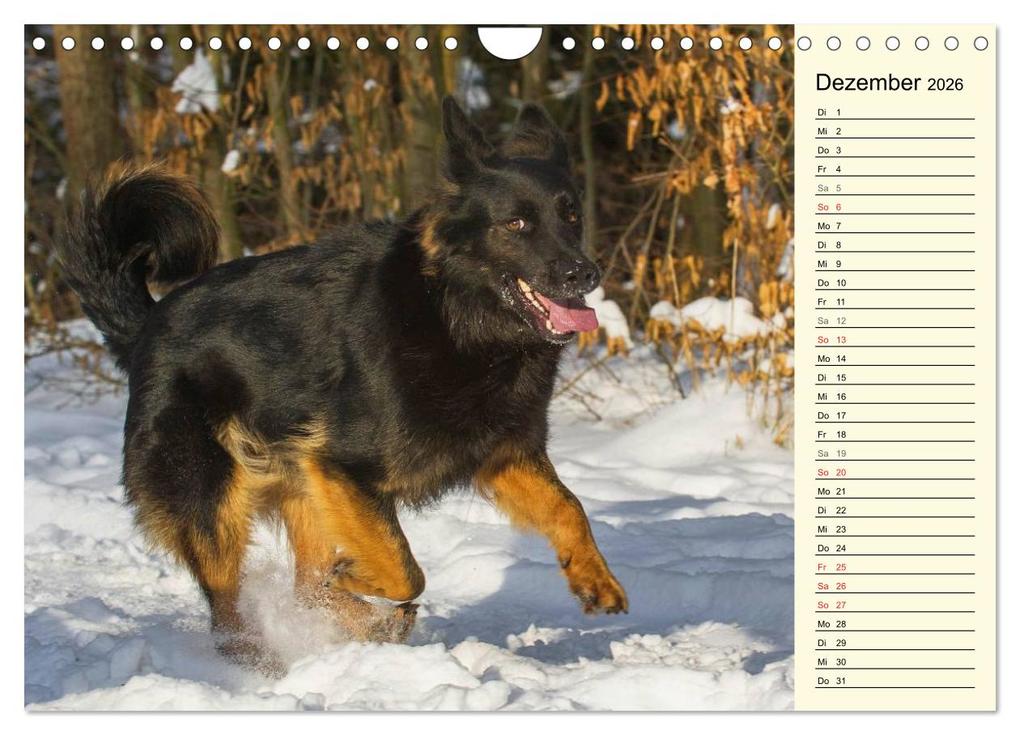 Weitere Ansicht: Altdeutsche Hütehunde - Fast vergessen (Wandkalender 2026 DIN A4 quer), CALVENDO Monatskalender | Sigrid Starick, Calvendo