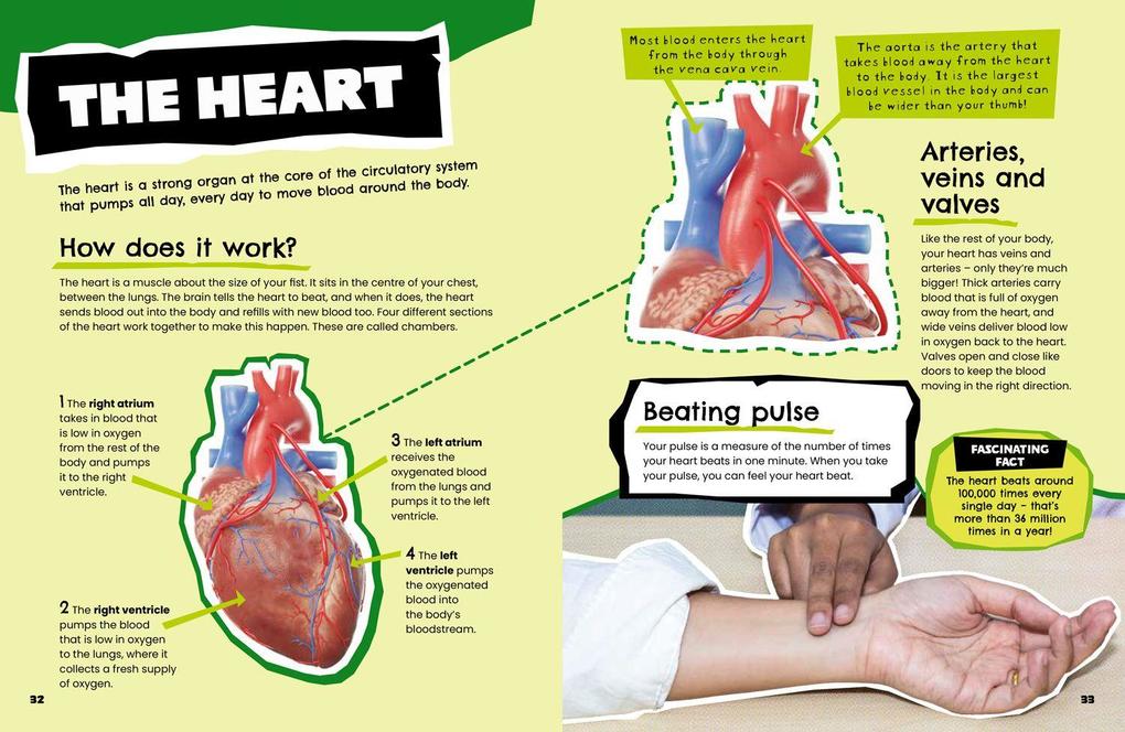 Weitere Ansicht: The Human Body | Collins Kids