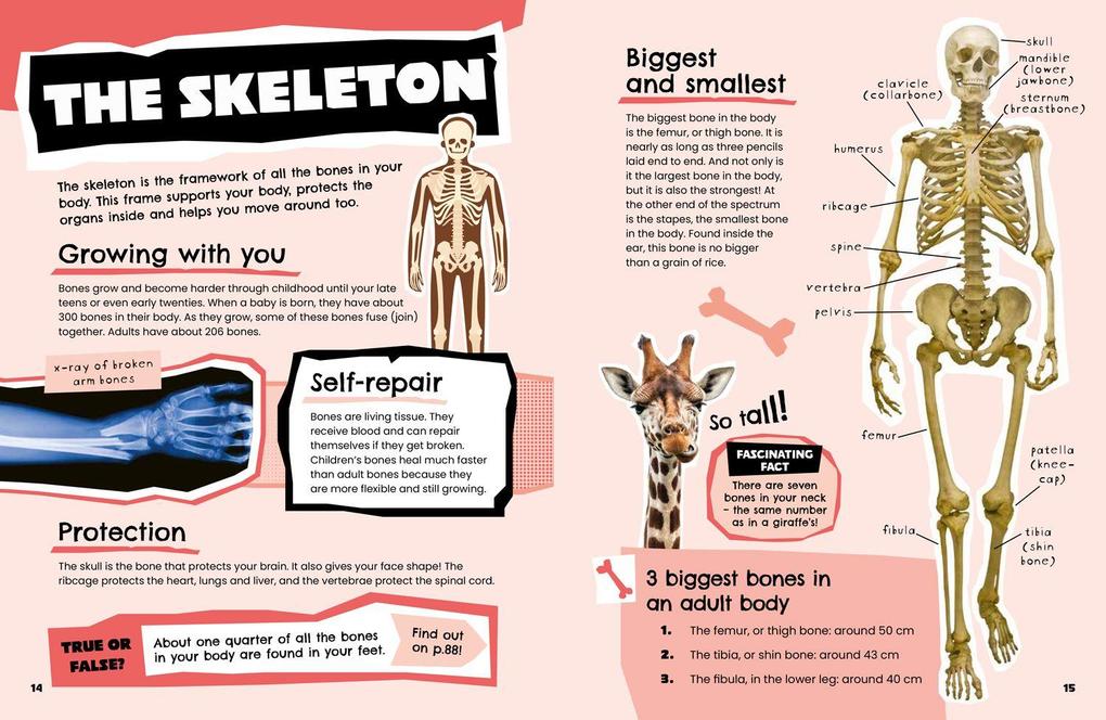 Weitere Ansicht: The Human Body | Collins Kids