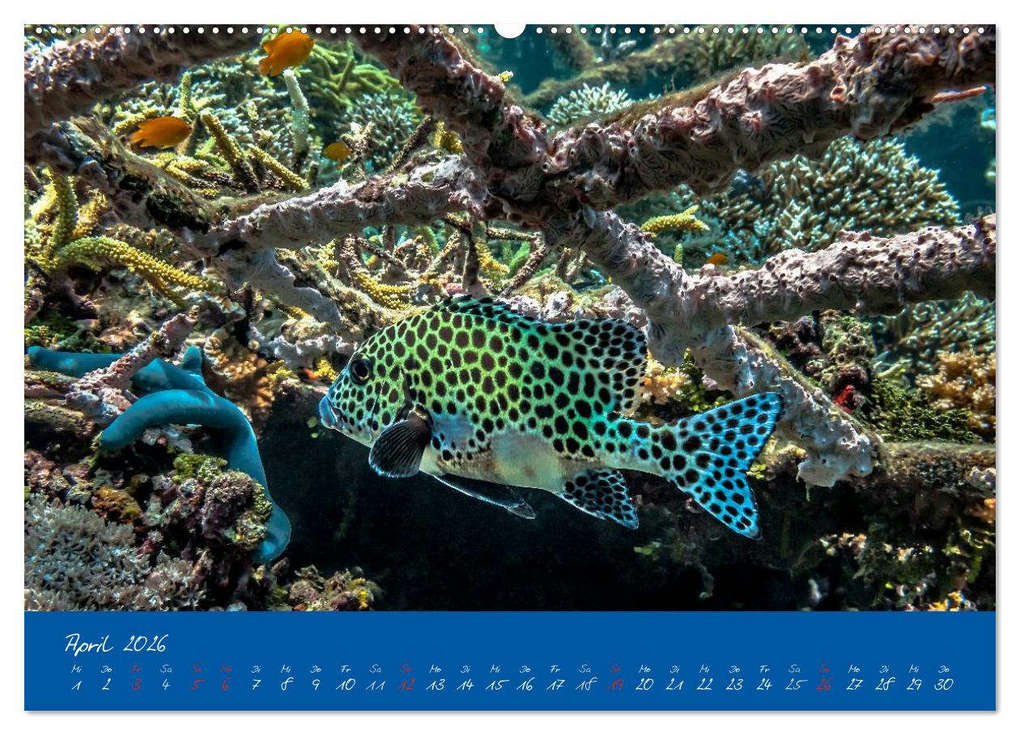 Weitere Ansicht: Meer sehen - Abenteuer Tauchen (Wandkalender 2026 DIN A2 quer), CALVENDO Monatskalender | Dieter Gödecke, Calvendo