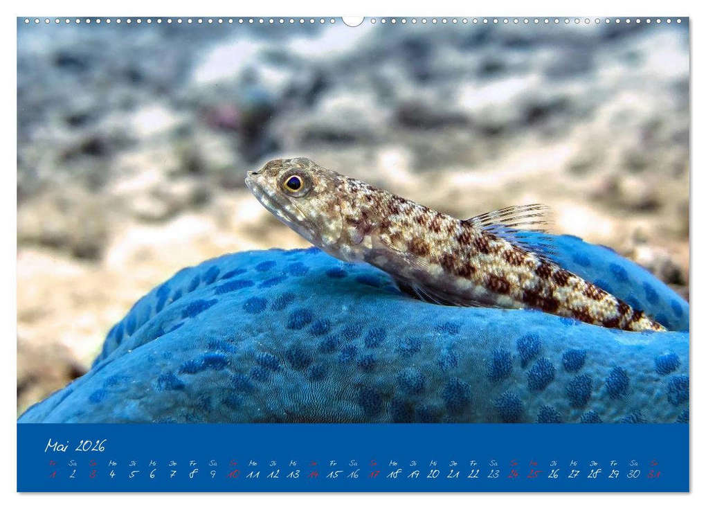 Weitere Ansicht: Meer sehen - Abenteuer Tauchen (Wandkalender 2026 DIN A2 quer), CALVENDO Monatskalender | Dieter Gödecke, Calvendo