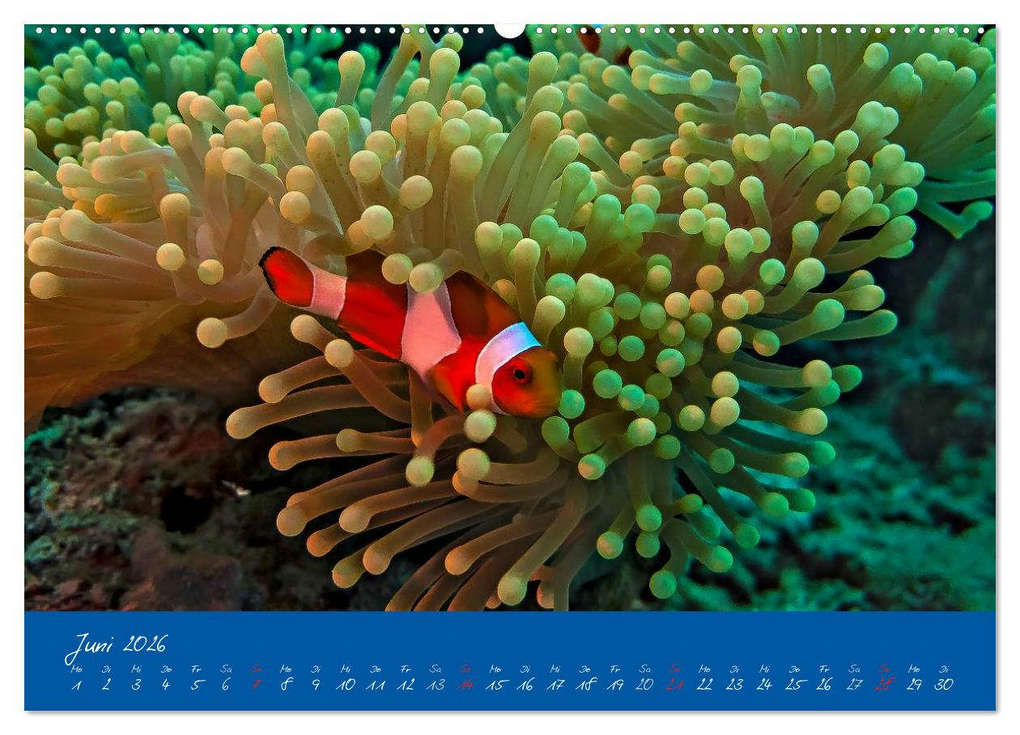 Weitere Ansicht: Meer sehen - Abenteuer Tauchen (Wandkalender 2026 DIN A2 quer), CALVENDO Monatskalender | Dieter Gödecke, Calvendo